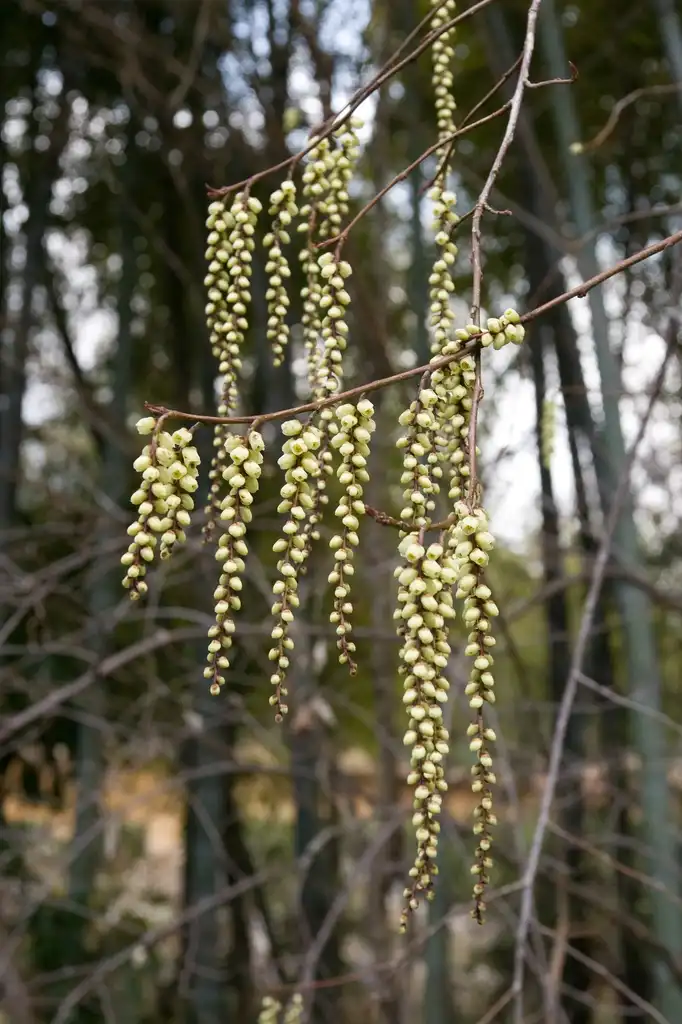 Photo of Stachyurus praecox - Branch and flower bud:Σ64