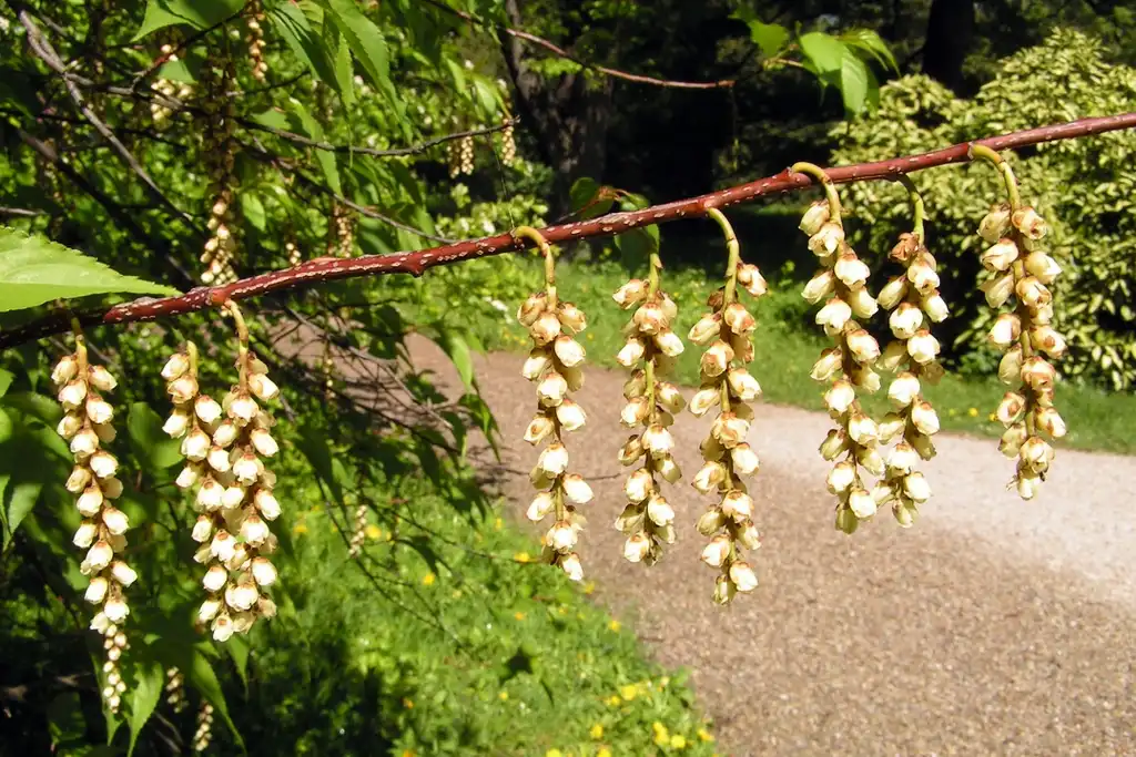 Photo of Stachyurus praecox - Bloom on branches:Athenchen