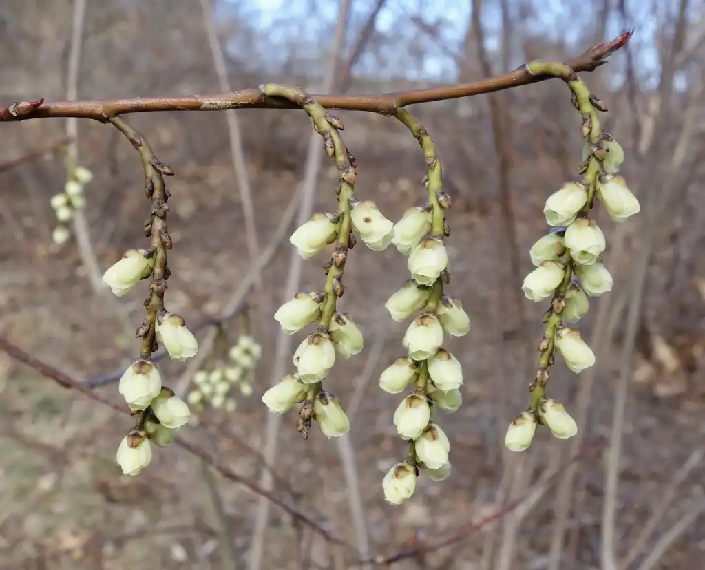 Photo of Stachyurus praecox - Flower Close-up:William (Ned) Friedman