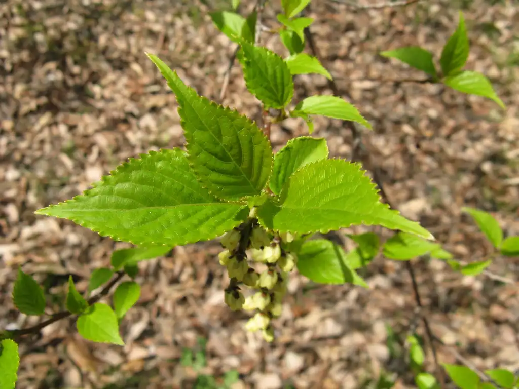 Photo of Stachyurus praecox - Leaves Close-up:KENPEI