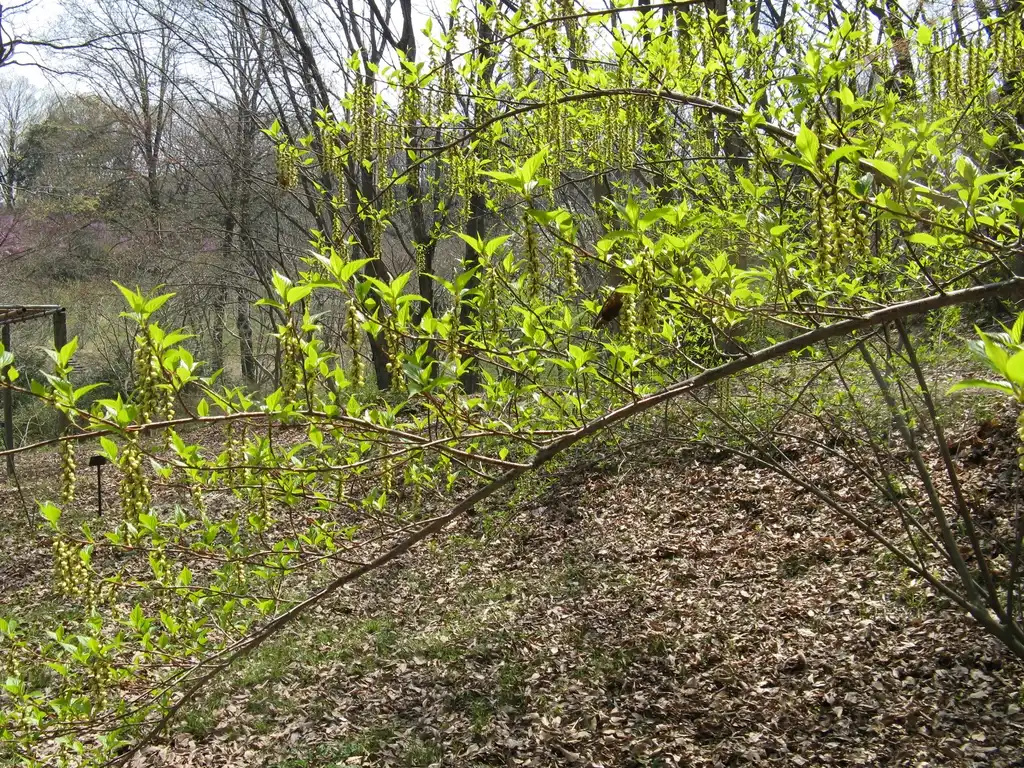 Photo of Stachyurus praecox - Branch and leaves:KENPEI