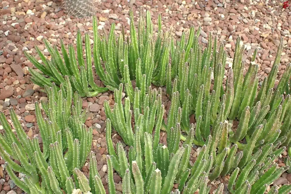 Фото Stapelia hirsuta (Stapelia hirsutas)