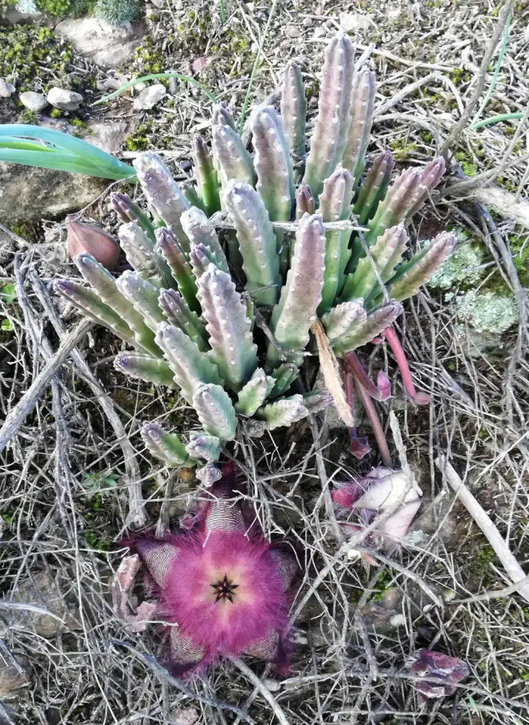 Фото Stapelia hirsuta - Form:S Molteno