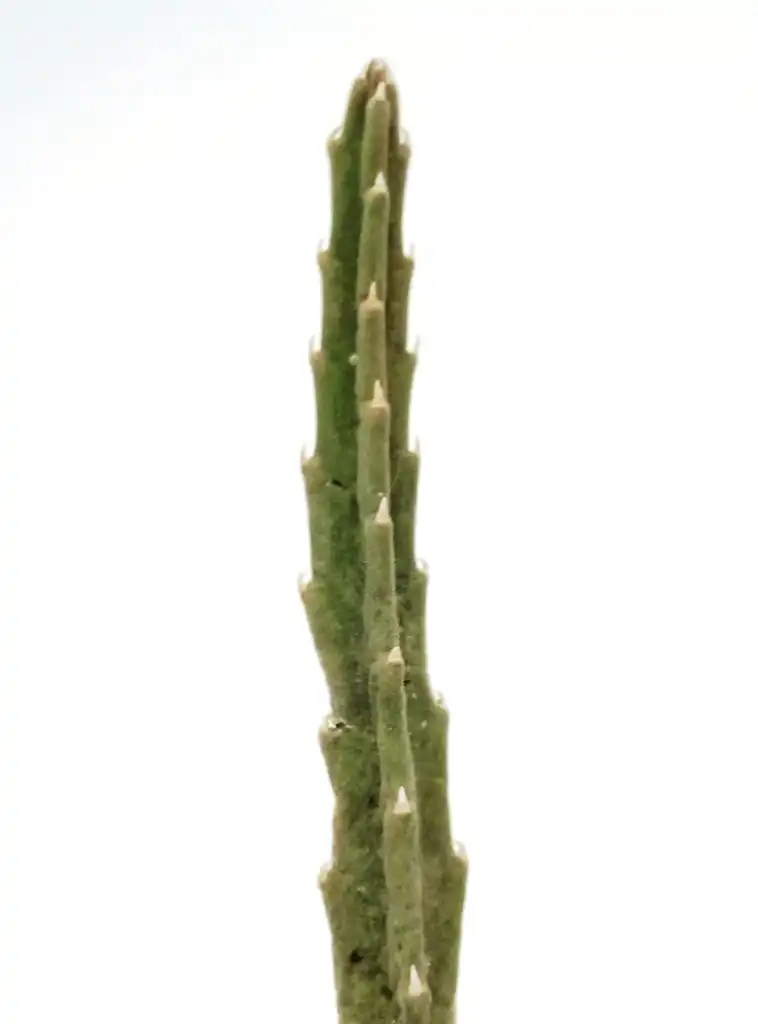 Фото Stapelia hirsuta - Grooved stem:S Molteno