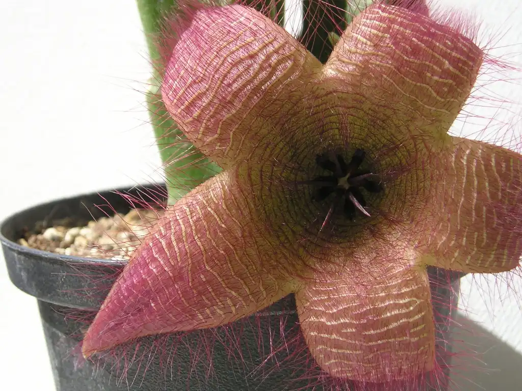 Фото Stapelia hirsuta - Flower:Maja Dumat