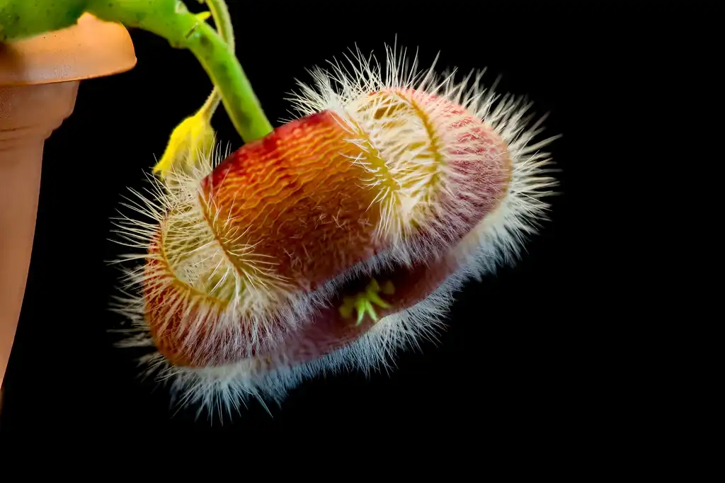 Фото Stapelia hirsuta - Flower hairs:Esin Üstün