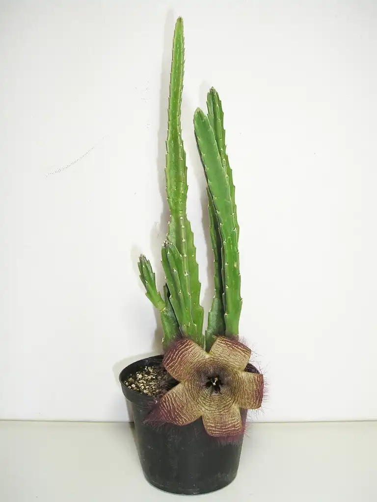 Фото Stapelia hirsuta - Potted:Maja Dumat
