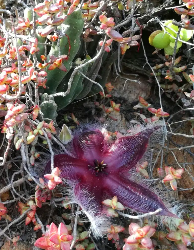 Фото Stapelia hirsuta - Form:S Molteno