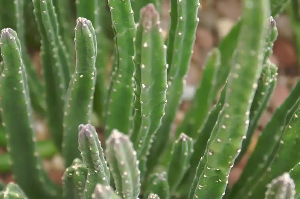 Фото Stapelia hirsuta - Form:David J.Stang