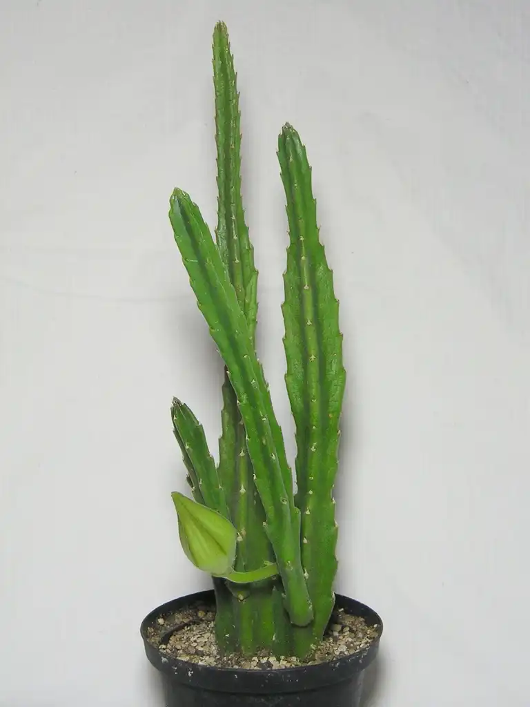 Фото Stapelia hirsuta - Form:Maja Dumat