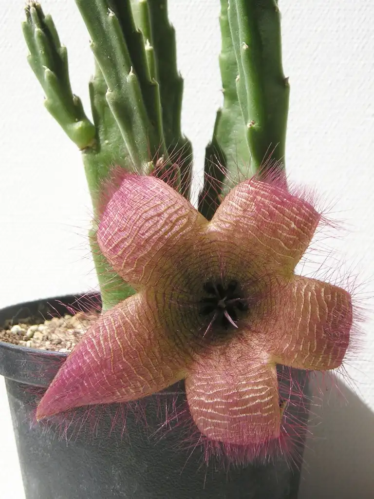 Фото Stapelia hirsuta - Form:Maja Dumat