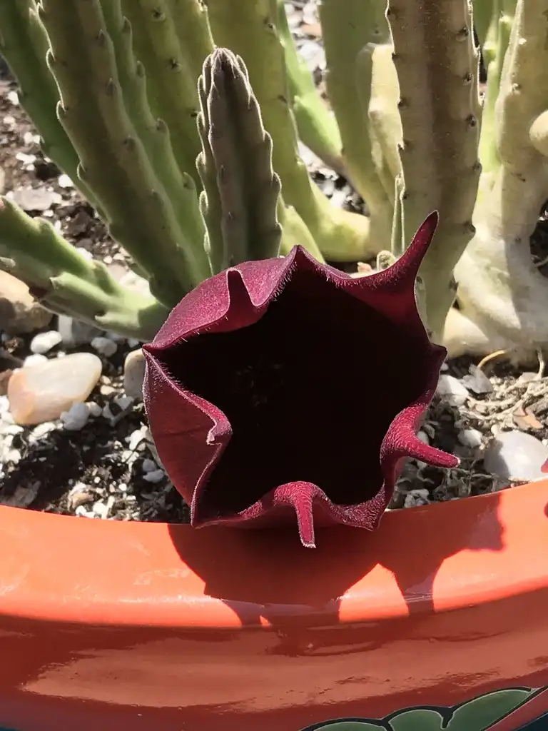 Photo of Stapelia leendertziae (Stapelia leendertziaes)