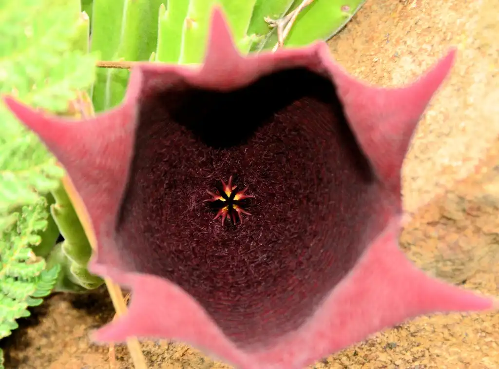 Photo of Stapelia leendertziae - Flower close up:Ossewa