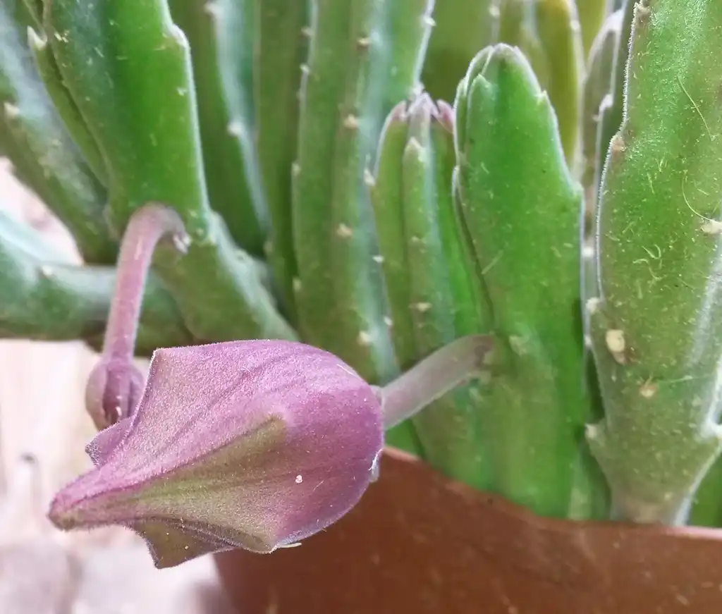 Photo of Stapelia leendertziae - Small bud:GalliasM