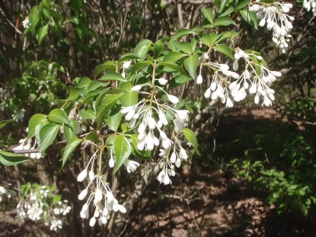 Фото Staphylea bumalda (Staphylea bumaldas)