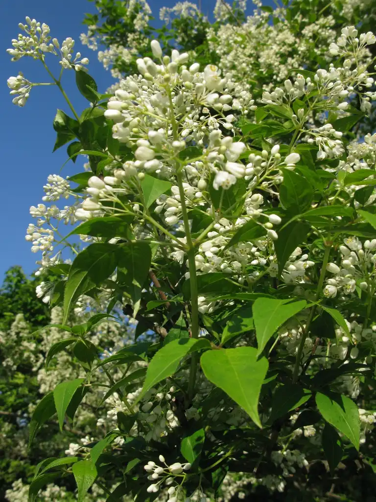 Фото Staphylea bumalda (Staphylea bumaldas)