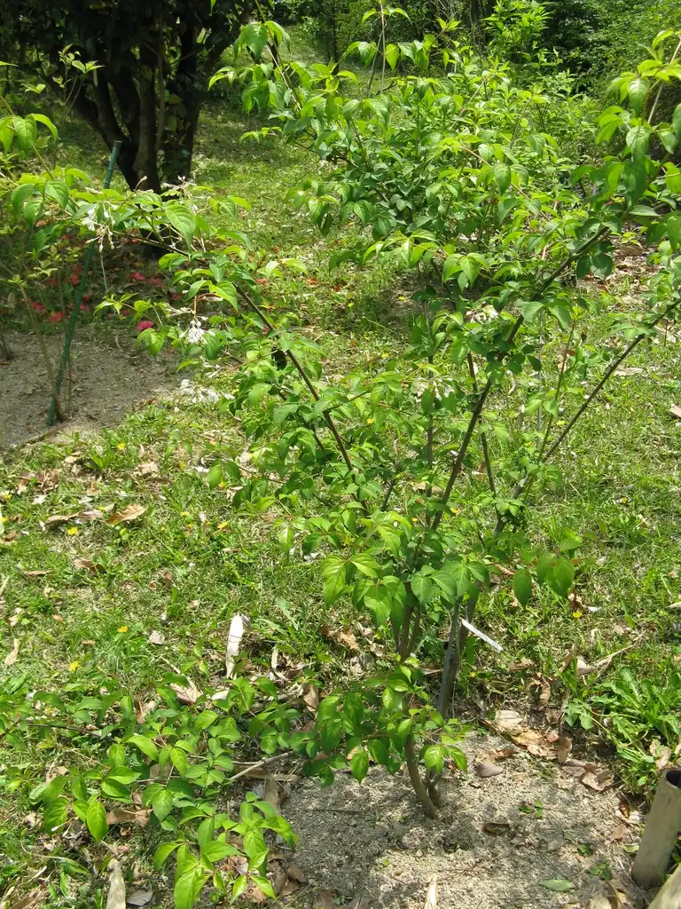 Фото Staphylea bumalda - Full Form:KENPEI