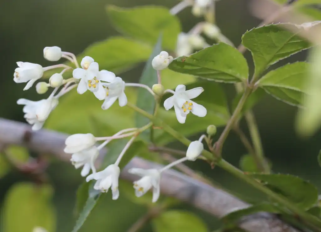 Фото Staphylea bumalda - Flower close-up:Alpsdake