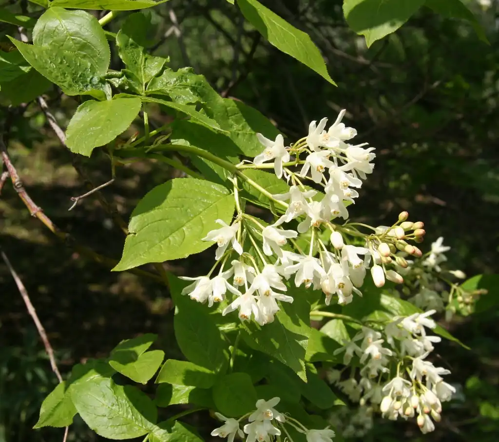 Фото Staphylea colchica (Staphylea colchicas)