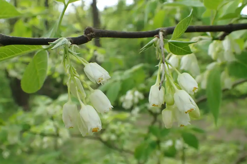Фото Staphylea colchica - About to bloom:Krzysztof Ziarnek, Kenraiz