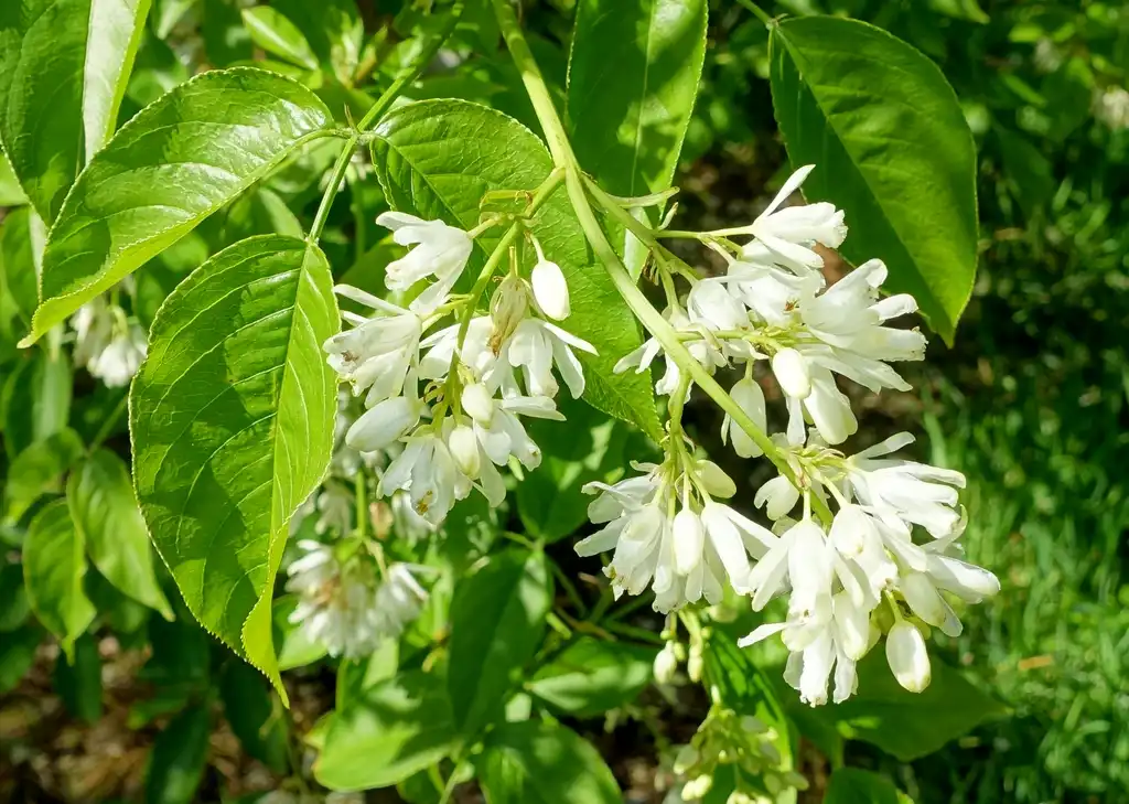 Фото Staphylea colchica - Flower and flower buds:Daderot
