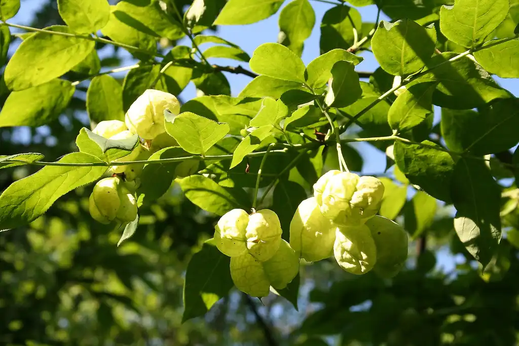 Foto de Staphylea pinnata (Staphylea pinnatas)