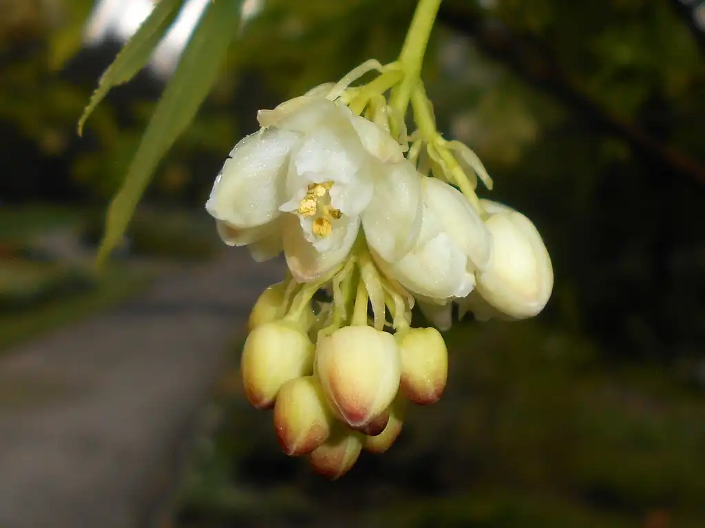 Foto de Staphylea pinnata (Staphylea pinnatas)