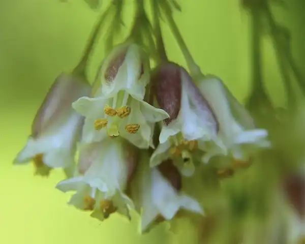 Photo of Staphylea trifolia (Staphylea trifolias)