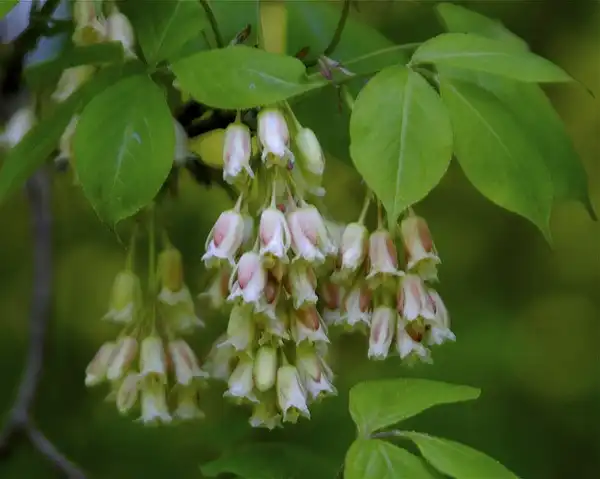 Photo of Staphylea trifolia (Staphylea trifolias)