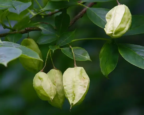 Photo of Staphylea trifolia - :Dan Mullen