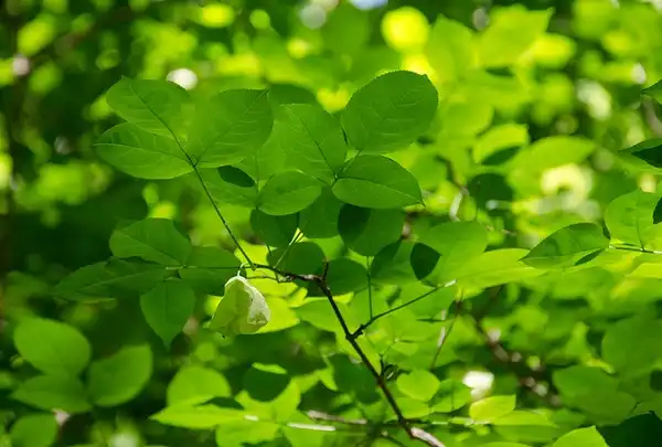 Photo of Staphylea trifolia - :Suzanne Cadwell