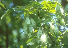 Photo of Staphylea x elegans (Staphylea x eleganss)