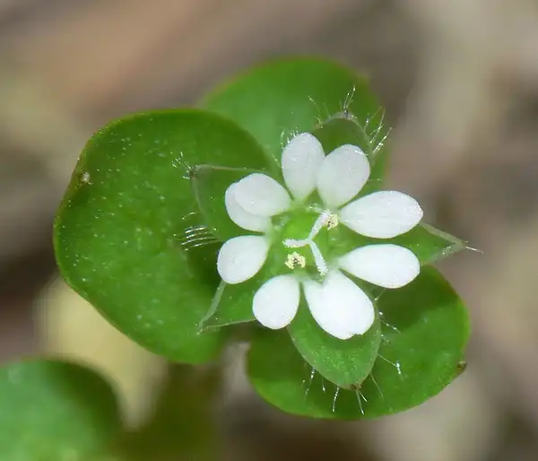Photo of Stellaria media (Stellaria medias)