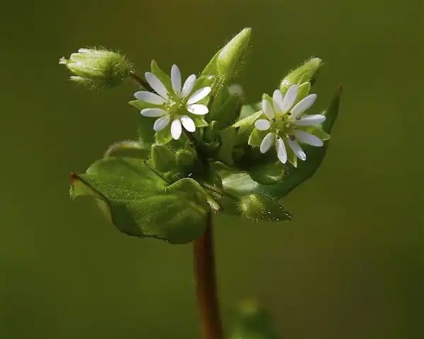 Photo of Stellaria media (Stellaria medias)