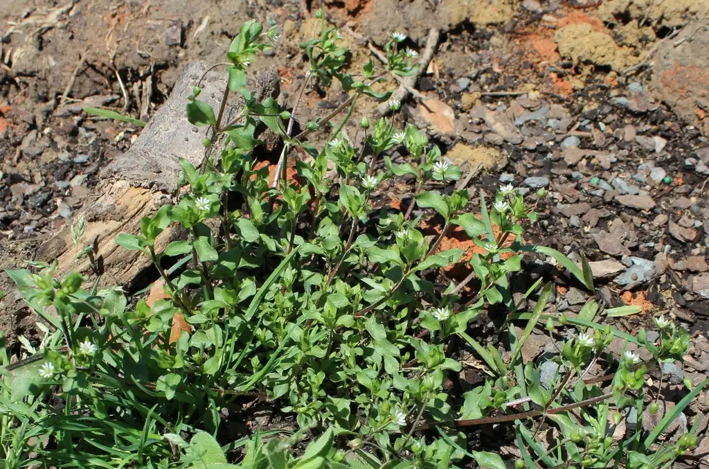Photo of Stellaria media - Environment:Kira Sims