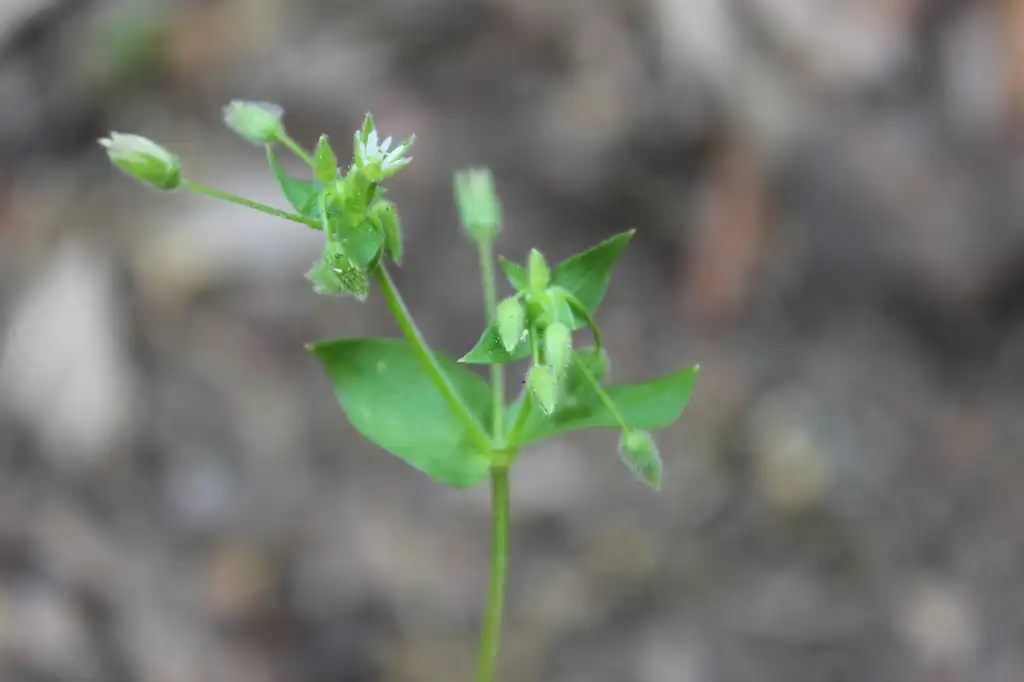 Photo of Stellaria media - Flower:Kira Sims