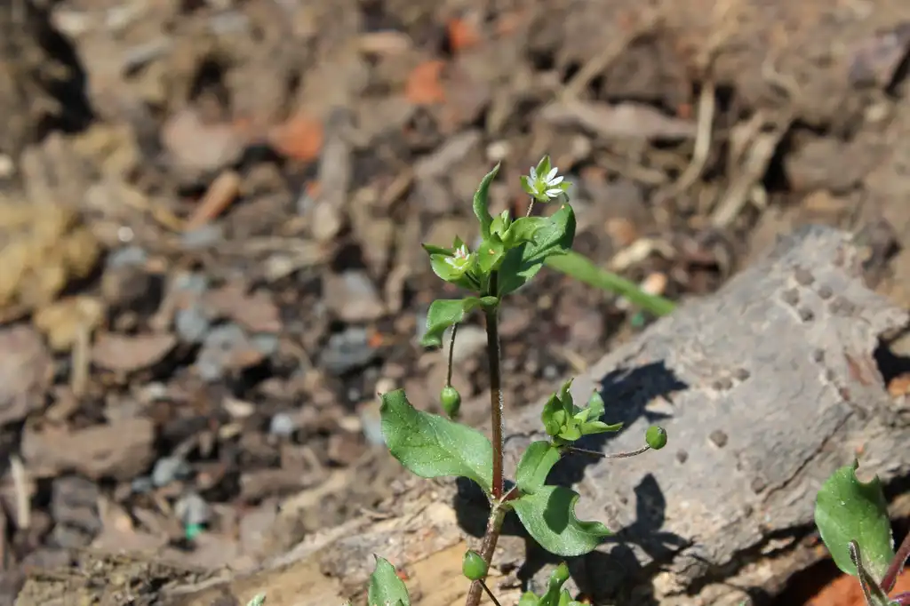 Photo of Stellaria media - Flower:Kira Sims