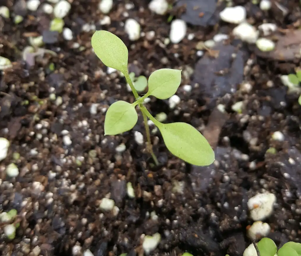 Photo of Stellaria media - Seedling:Kira Sims