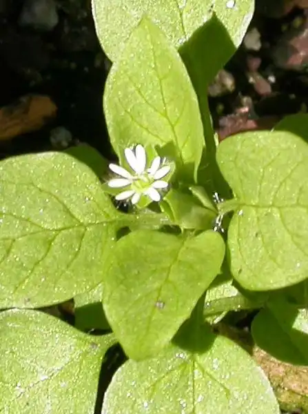 Photo of Stellaria media - Flower:J. Neal