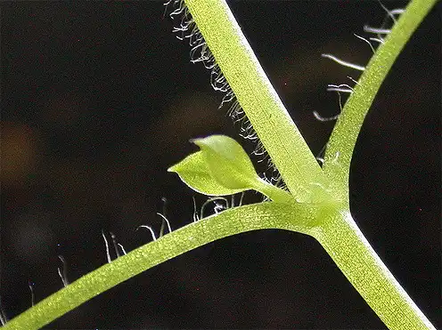 Photo of Stellaria media - Look for tiny hairs on one side of the stem to identify this plant.:Tyco