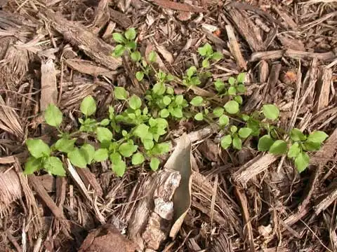 Photo of Stellaria media - Habit:J. Neal