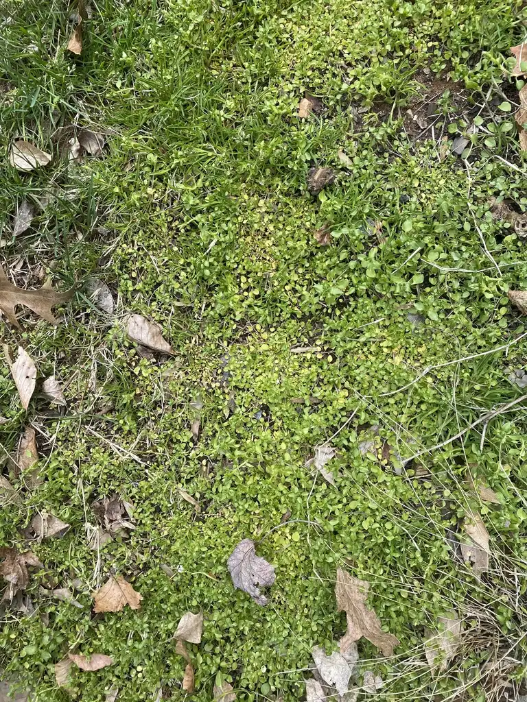 Photo of Stellaria media - In Turf:Bill Starkey