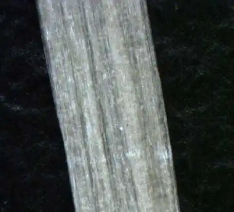 Photo of Stellaria media - Stem:Alexander Krings