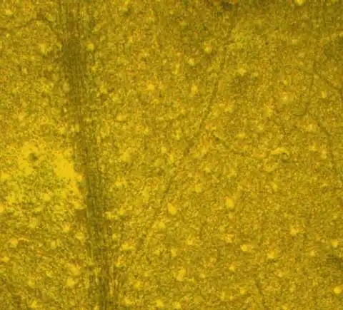 Photo of Stellaria media - Abaxial leaf surface:Alexander Krings