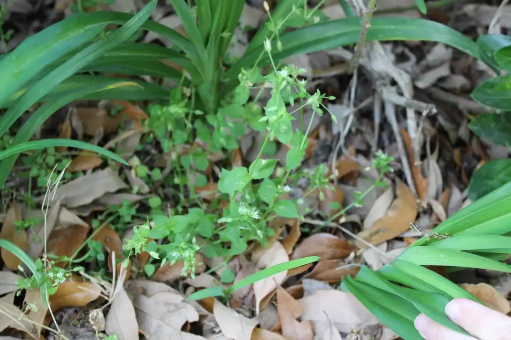 Photo of Stellaria media - Environment:Kira Sims