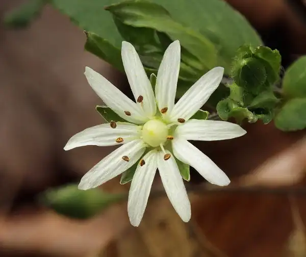 Фото Stellaria pubera (Stellaria puberas)