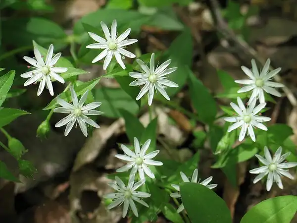 Фото Stellaria pubera (Stellaria puberas)