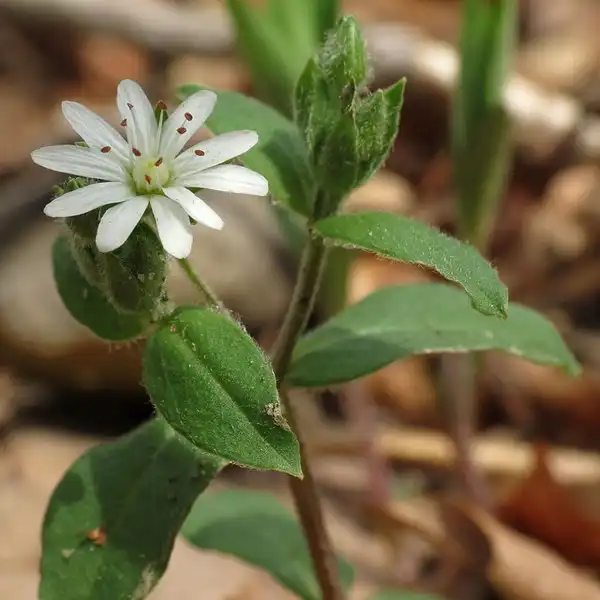 Фото Stellaria pubera - Stellaria pubera:Katja Schultz