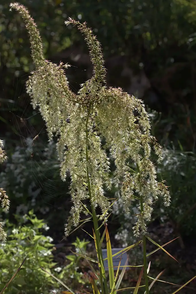 Foto de Stenanthium gramineum (Stenanthium gramineums)