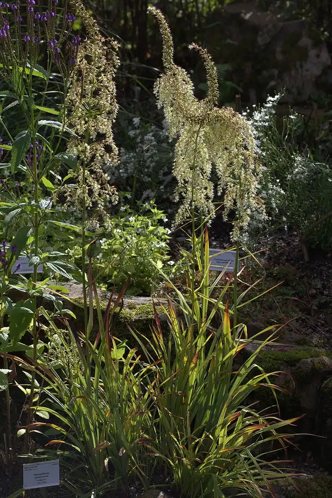 Foto de Stenanthium gramineum (Stenanthium gramineums)